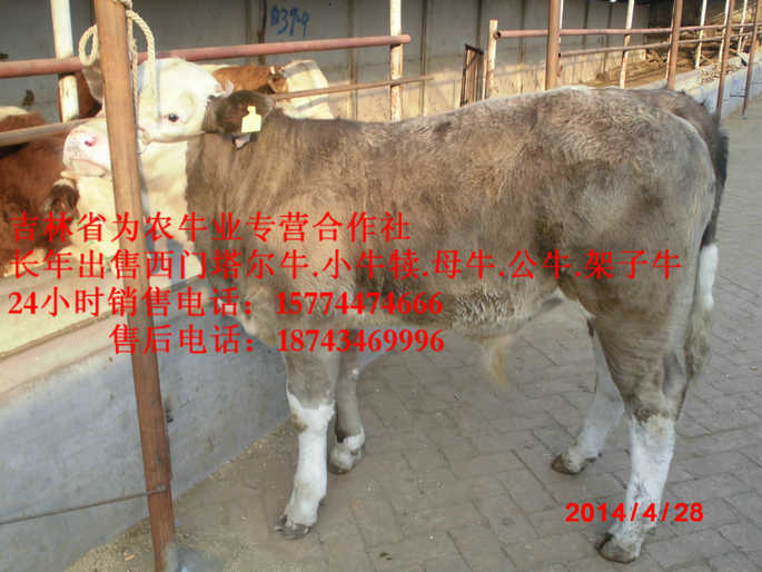 彰武县牛犊交易市场  营城子西门塔尔  营城子牛场  东北牛犊图片