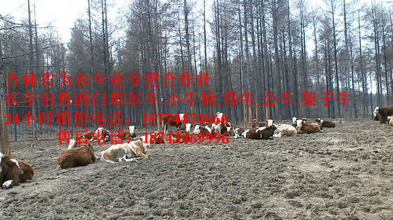 东丰县东北夏洛莱牛  四平繁育肉牛  哪里有西门塔尔  四平架子牛