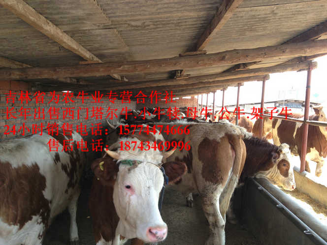 东丰县东北夏洛莱牛  四平繁育肉牛  哪里有西门塔尔  四平架子牛