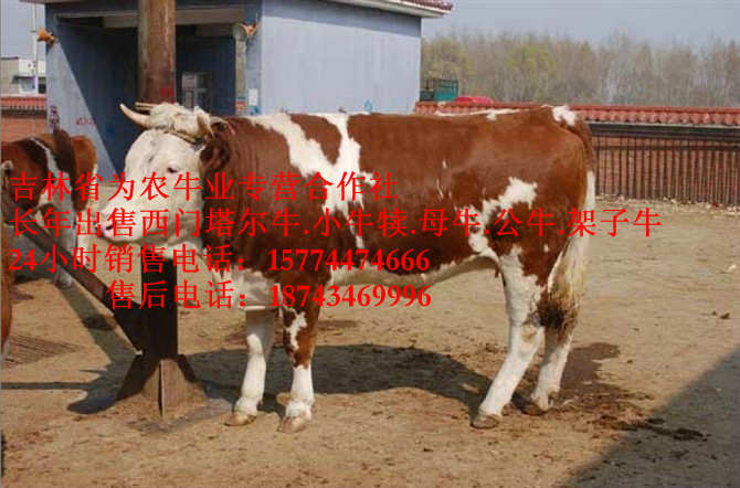 东丰县东北夏洛莱牛  四平繁育肉牛  哪里有西门塔尔  四平架子牛