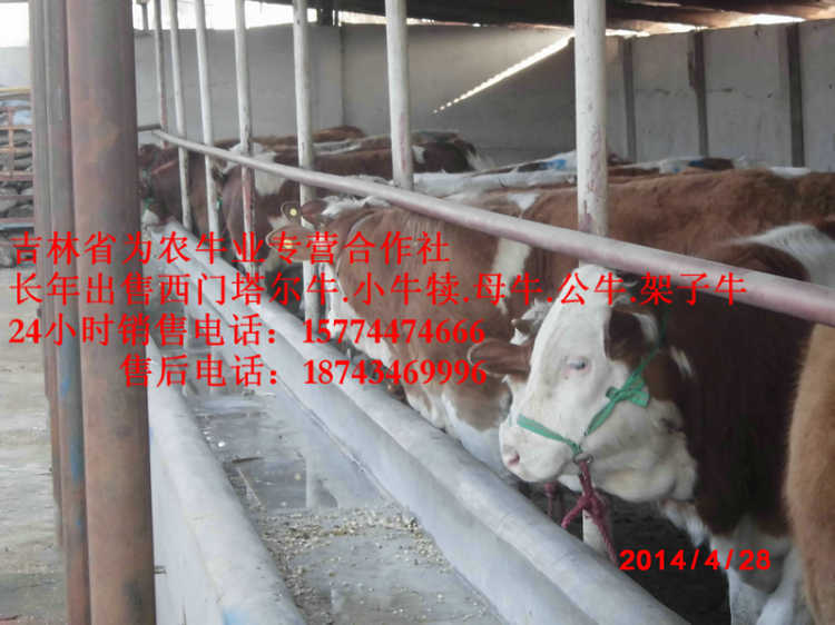 霍林郭勒市吉林夏洛莱牛  牛饲料配比  吉林繁育母牛  营城子牛场
