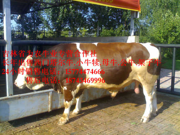 霍林郭勒市吉林夏洛莱牛  牛饲料配比  吉林繁育母牛  营城子牛场