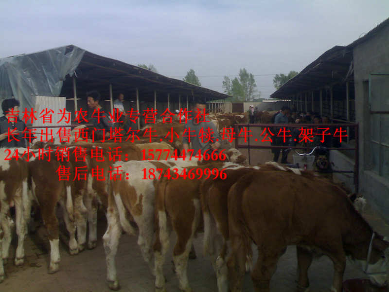 霍林郭勒市吉林夏洛莱牛  牛饲料配比  吉林繁育母牛  营城子牛场