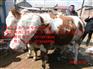 西乌珠穆沁旗西门塔尔肉牛