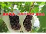 夏黑葡萄价格 供应常州新品焦溪夏黑葡萄