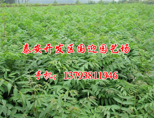 泰安开发区国迎园艺场