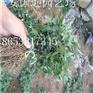 山东2016花椒苗基地报价/山东供应花椒苗批发