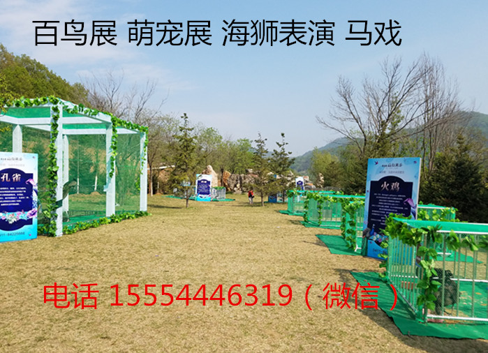 衡阳有出租鸟展的吗衡阳  海狮表演出租  动物出租  马戏团出租