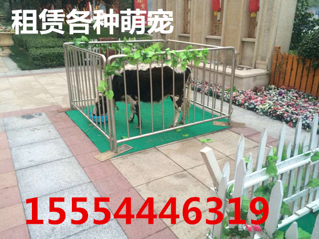 太原马戏团表演出租太原  企鹅出租  海狮表演出租  马戏团出租