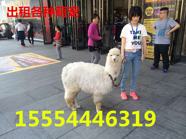 通辽哪里可以租到斑马通辽  动物出租  海狮表演出租  马戏团出租