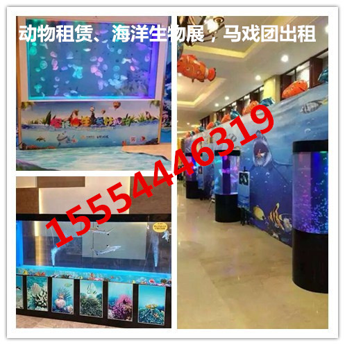 南宁海洋展出租南宁  海狮表演出租  动物出租  企鹅出租