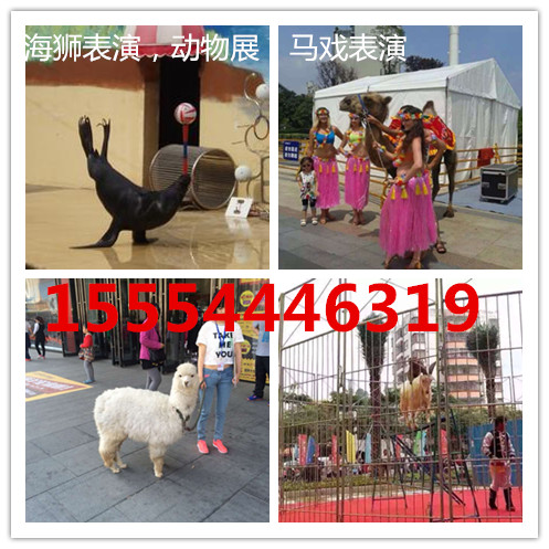 襄阳哪里有租赁动物表演的襄阳  马戏团出租  萌宠租赁  海狮表演出租