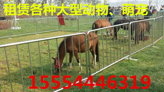 漳州有出租活体企鹅展览的漳州  企鹅出租  萌宠租赁  海狮表演出租