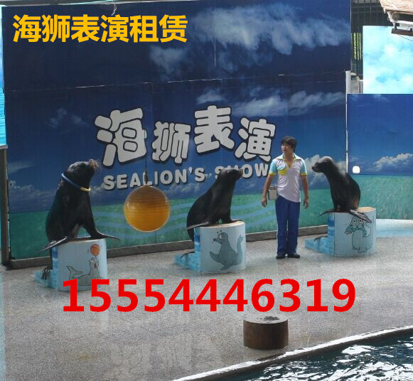 威海哪里有租赁斑马的威海  萌宠租赁  企鹅出租  马戏团出租