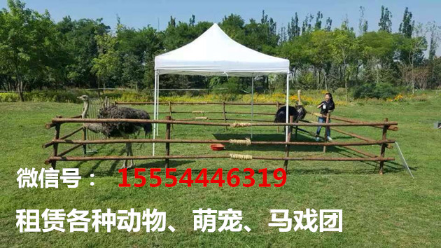 平顶山附近有出租马戏团的吗平顶山  企鹅出租  萌宠租赁  海狮表演出租