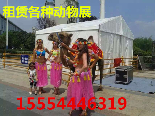 贵阳哪里有出租活体企鹅的贵阳  海狮表演出租  萌宠租赁  马戏团出租