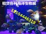 哪里有出租动物表演的新乡