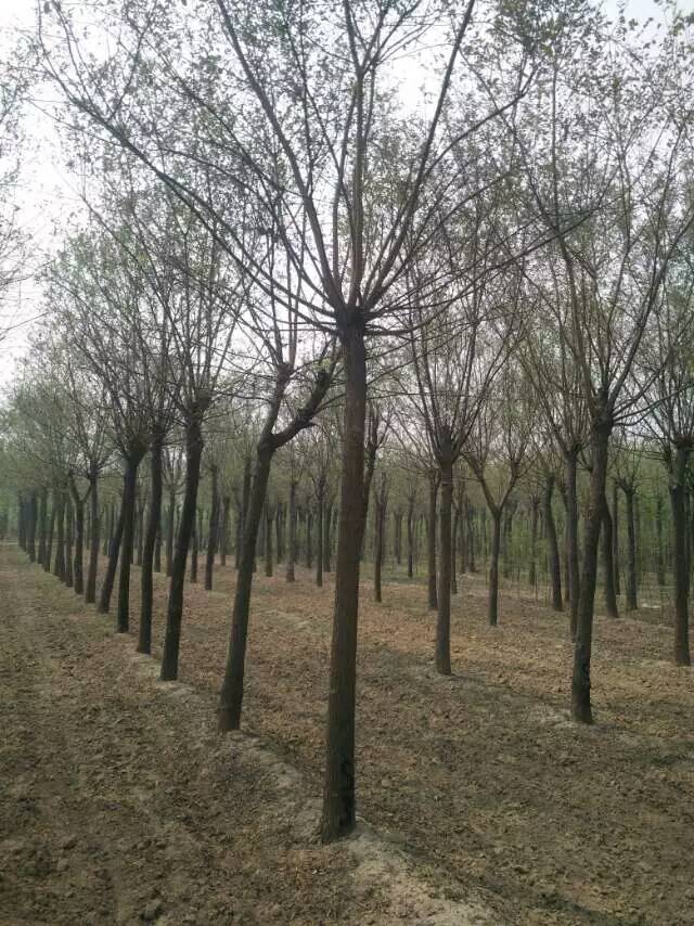 郓城县腾翼谷物种植专业合作社