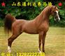 矮马 伊犁马 三河马 蒙古马 大批量训练 一体化饲养