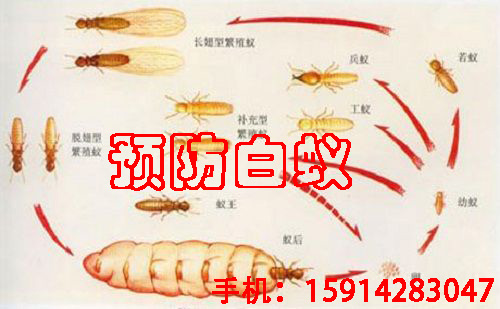 花都白蚁防治公司  灭白蚁