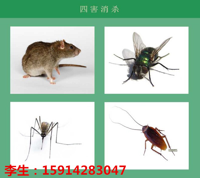 花都白蚁防治公司  灭白蚁