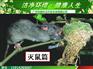 花都灭蟑螂