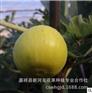 供应金傲芬无花果苗 单果极大 蜡黄有光泽 鲜食优质无花果种苗