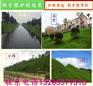 荔蒲县养牛种什么草籽适合