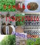 多年生狗牙根图片