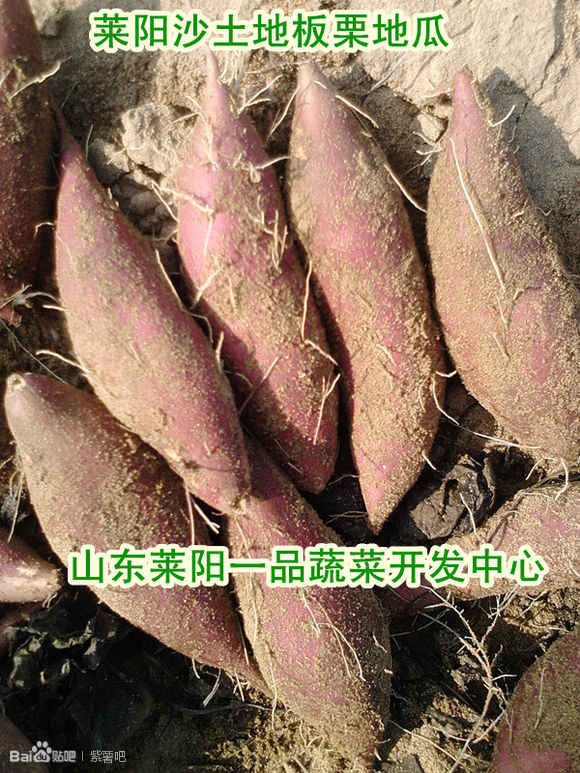 板栗红薯  板栗红薯批发  板栗红薯价格