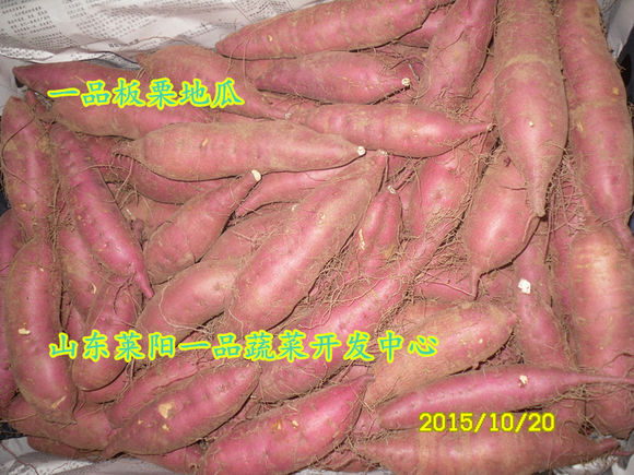 板栗红薯  板栗红薯批发  板栗红薯价格