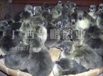 合浦县程鹏雏鹅销售部