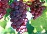 红提葡萄，陕西红提葡萄价格走势，优质红提葡萄批发