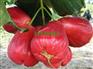 超值的莲雾果【供销】——新品广西台湾莲雾果