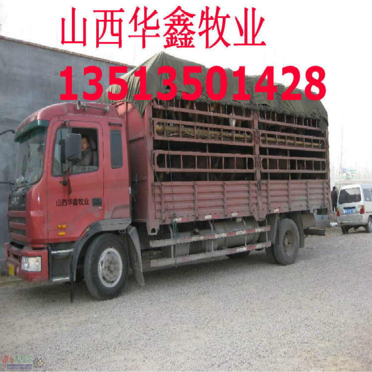 江苏镇江哪里有肉牛养殖场价格