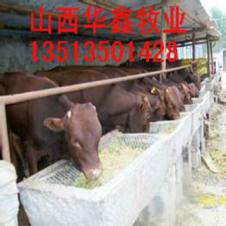 江苏苏州哪里有种牛基地价格