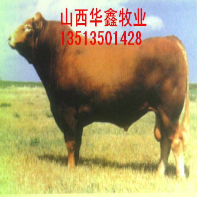 江苏淮安哪里有夏洛莱牛优惠