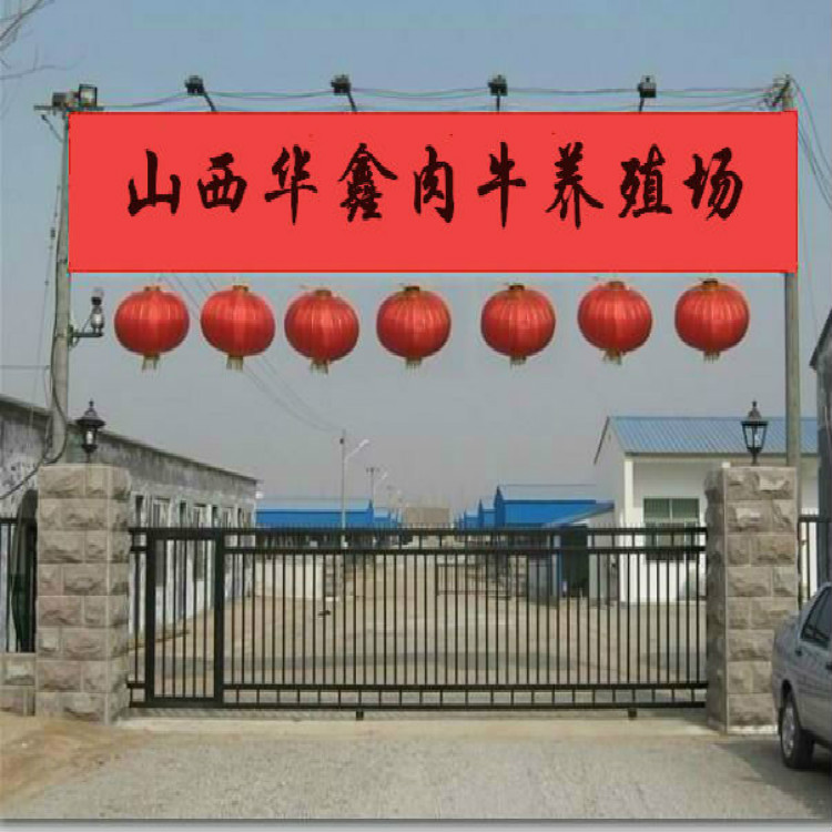 西藏自治区直销西门塔尔牛厂家