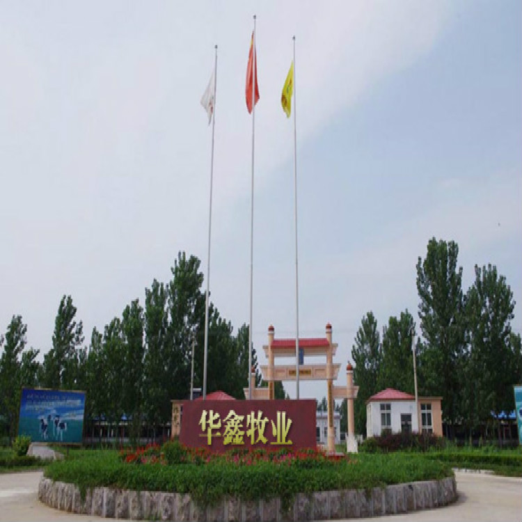 内蒙古自治区乌兰察布哪里有鲁西黄牛优惠
