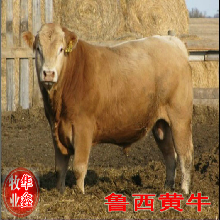 辽宁抚顺直销肉牛批发