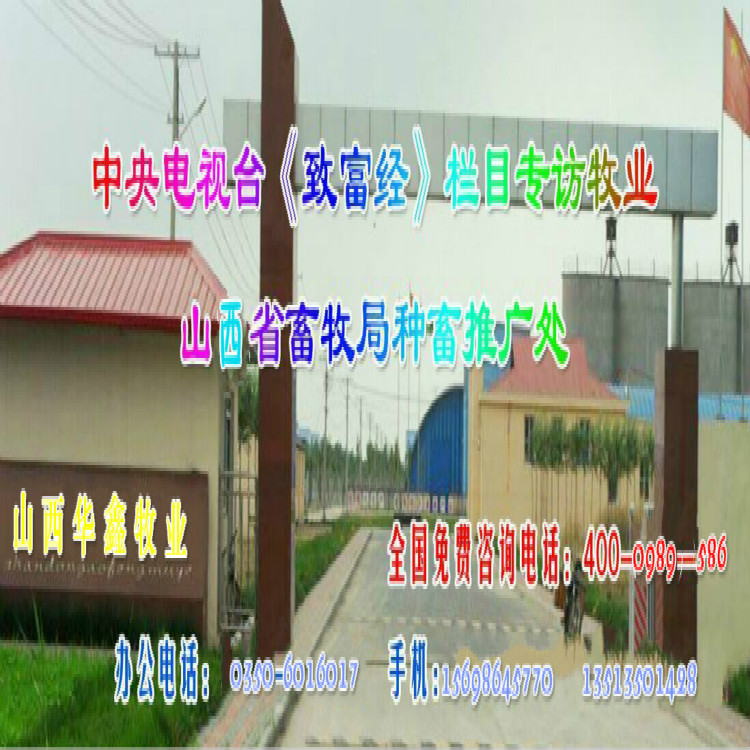 内蒙古自治区呼伦贝尔直销肉牛价格厂家