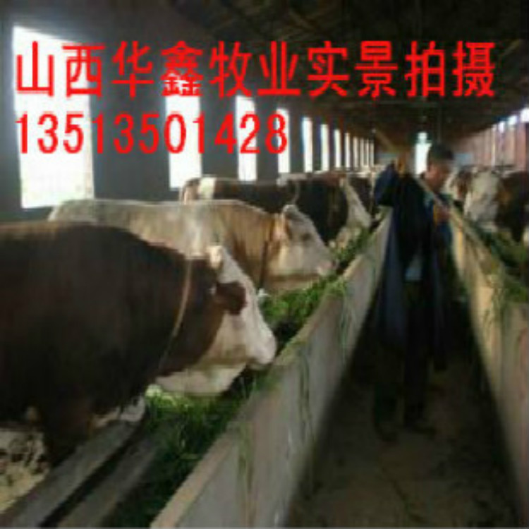 江苏泰州直销种牛厂家