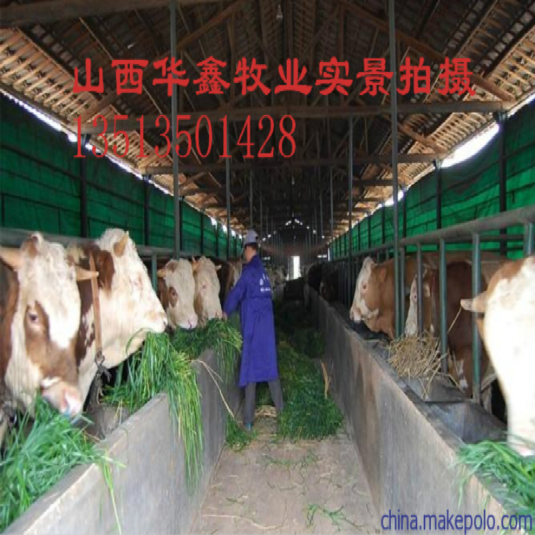 浙江宁波直销小牛崽批发