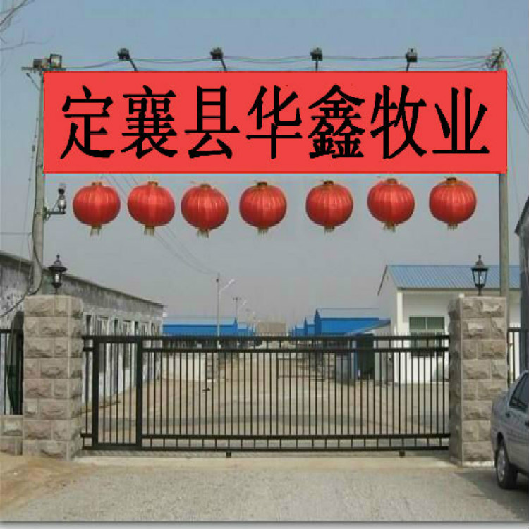 辽宁本溪销售西门塔尔牛价钱