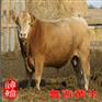 广西壮族自治区直销肉牛价格厂家