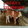 辽宁本溪销售西门塔尔牛价钱