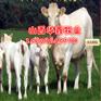 辽宁丹东哪里有肉牛养殖场价格