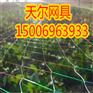 邻居都在铺设防鸟网？梨园都被鸟吃了，快用梨园防鸟网