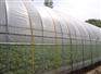 【采购棚膜当选建强！】棚膜生产厂家 高透光棚膜 农业专用膜