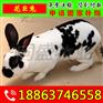 万柏林区肉兔价格